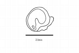   Embryo:   Corydalis aurea ; Illustration by K. Parker, Kirkbride et al. (2006)
